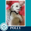 Polly 061326 - Photo 2