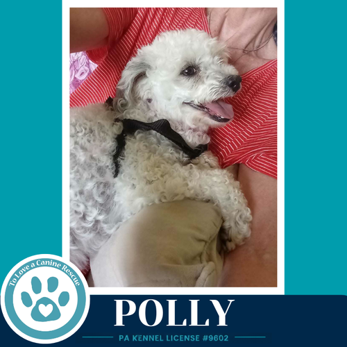 POLLY 061326 - Poodle (Miniature) available for adoption