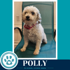 Polly 061326 - Photo 3