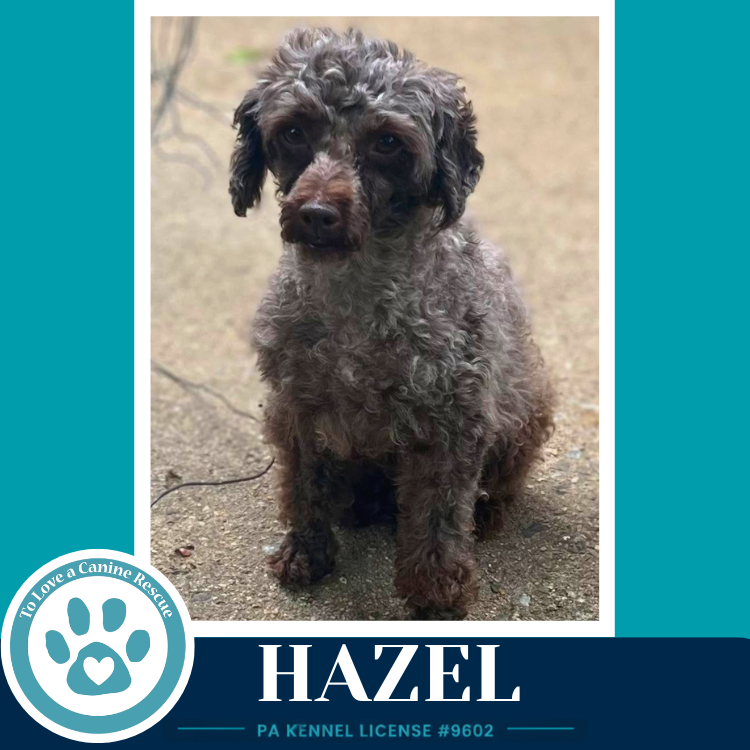 Hazel 061326 Image