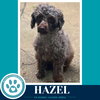 Hazel 061326 - Photo 1