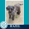Hazel 061326 - Photo 2