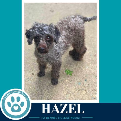 HAZEL 061326 - Poodle (Miniature) available for adoption