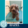Hazel 061326 - Photo 3