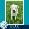 Bear 062726 - Photo 1