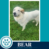 Bear 062726 - Photo 2