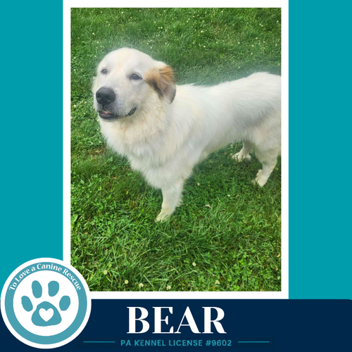 BEAR 062726 - Great Pyrenees available for adoption