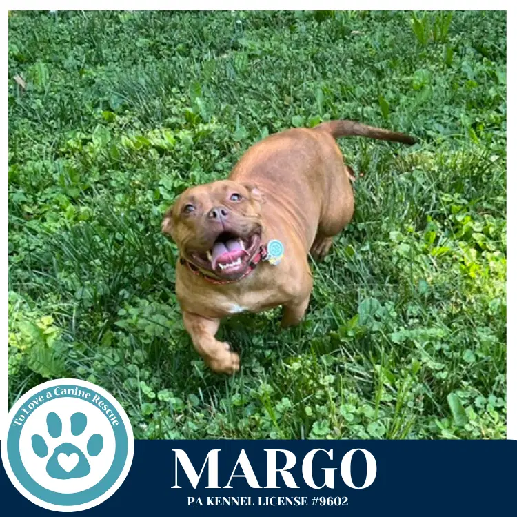 Margo - Bulldog
