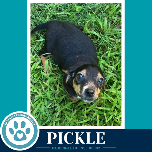 Pickle photo 3