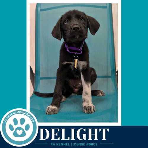 Delight photo 2