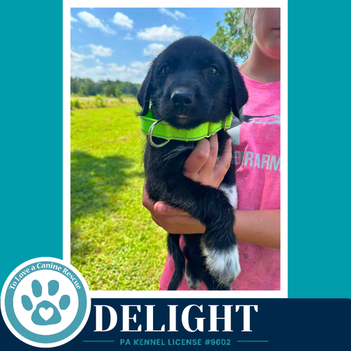 Delight photo 3