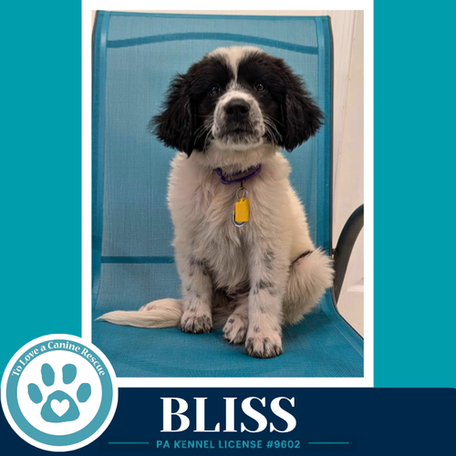 Bliss photo 2