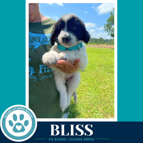 Bliss photo 3