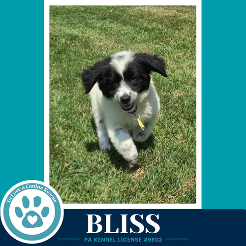 Bliss photo 4
