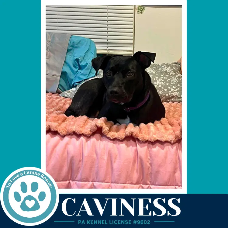 Caviness image 4