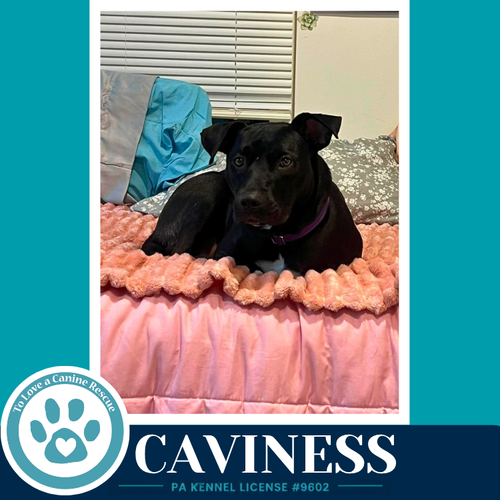 Photo 4 of Caviness 071826