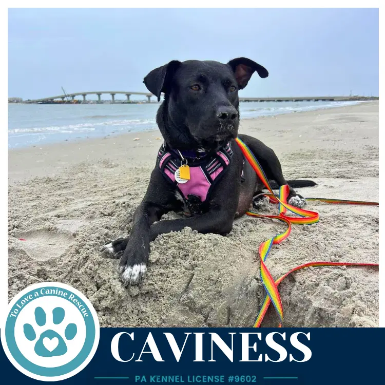 Caviness - Lab