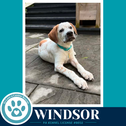 Windsor