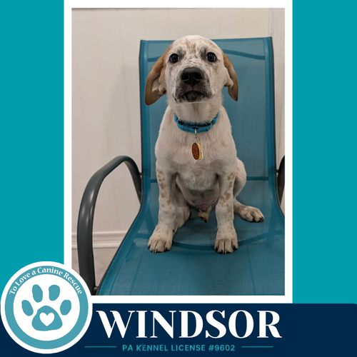 Windsor photo 4