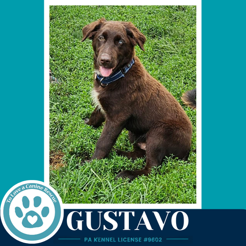 Gustavo