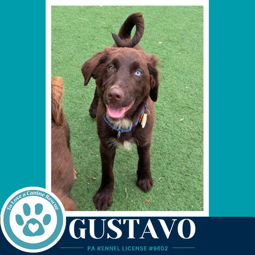 Gustavo photo 2
