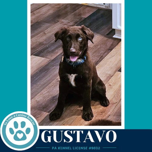 Gustavo photo 3