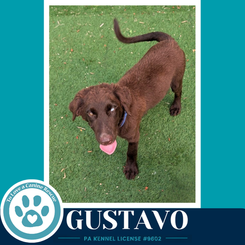 Gustavo photo 4
