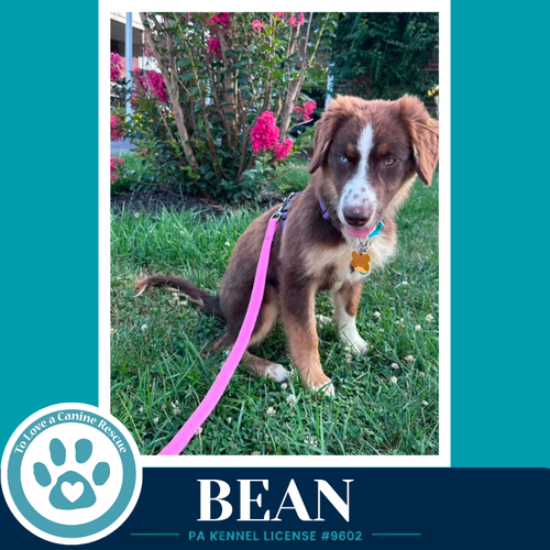 Bean (Aussie Posse) 071826