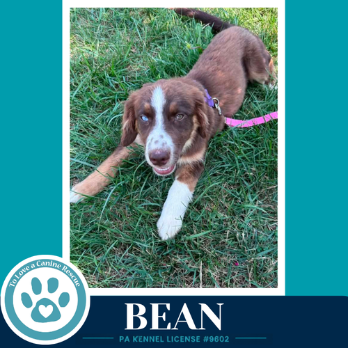 Bean photo 2