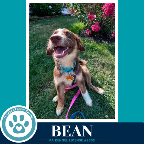 Bean photo 3