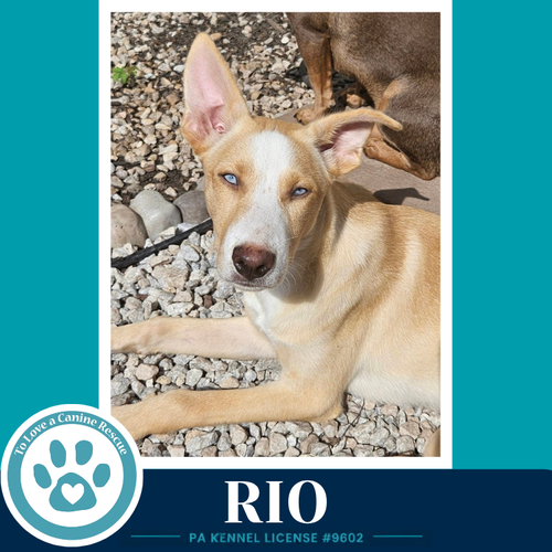 Rio