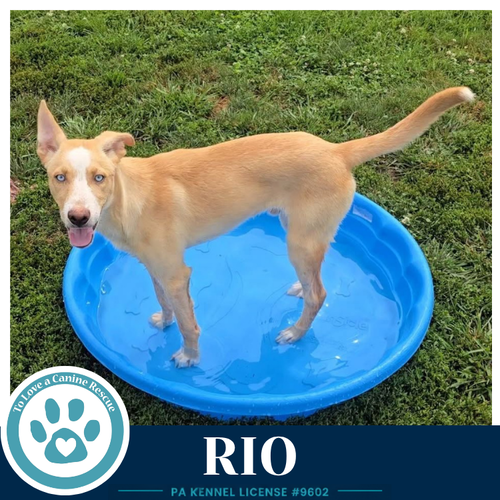 Rio photo 2