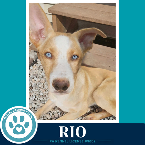 Rio photo 3