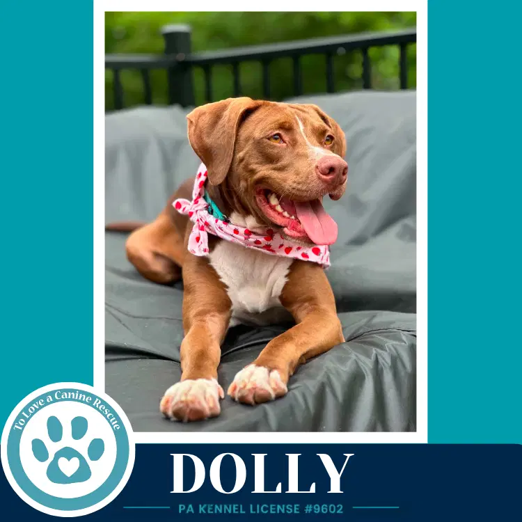 Dolly Country Queens - American Staffordshire Terrier