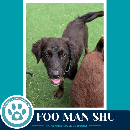 Foo Man Chu