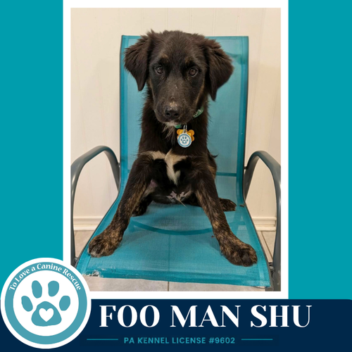 Foo Man Chu photo 2