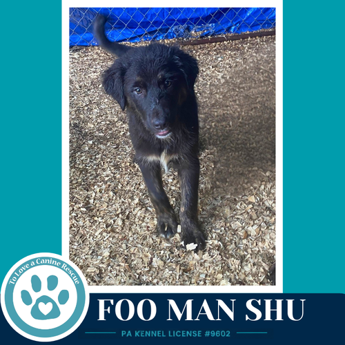 Foo Man Chu photo 3