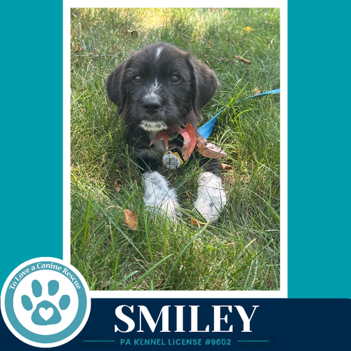 Smiley