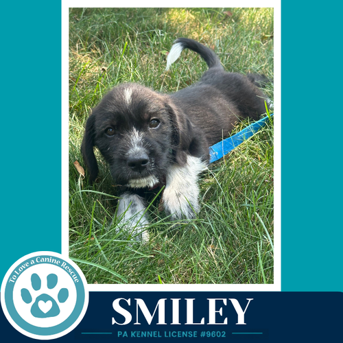 Smiley photo 2