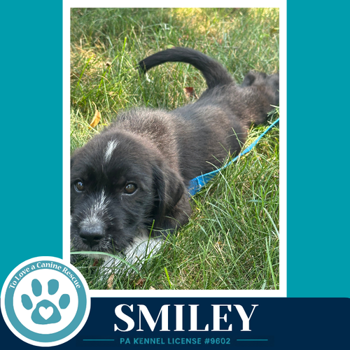 Smiley photo 3