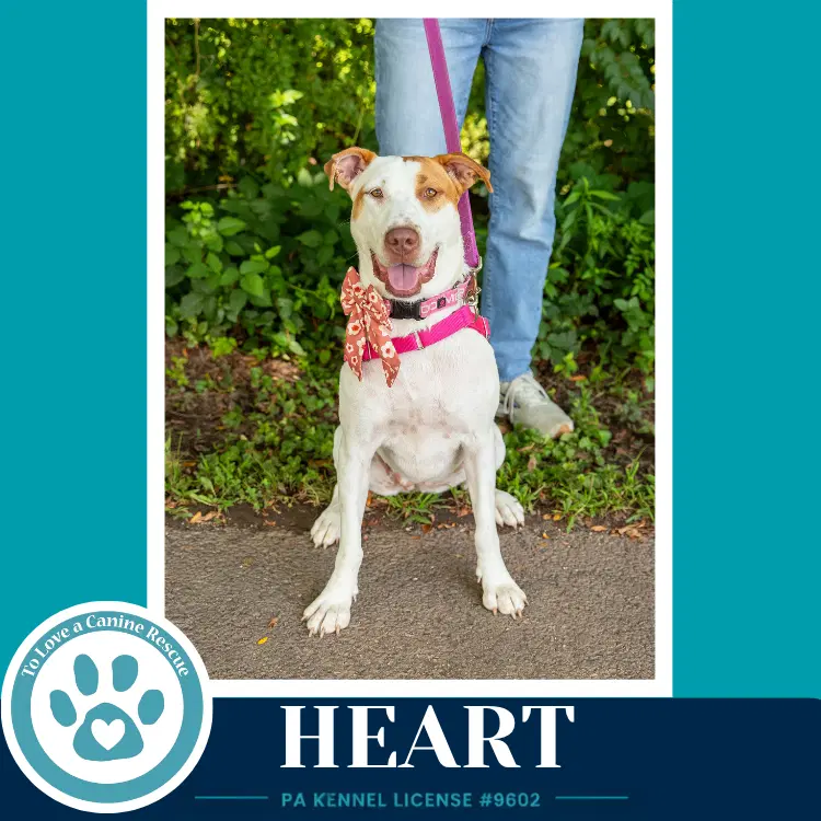 Heart - Hound