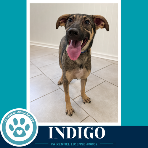 Indigo