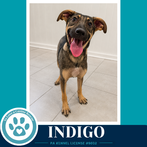 Indigo photo 2
