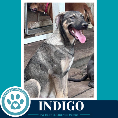 Indigo photo 3