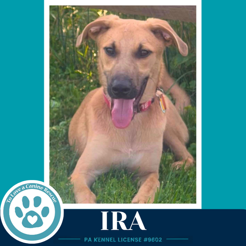 Ira photo 2