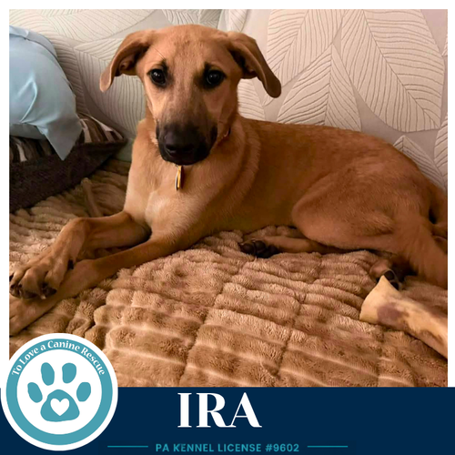 Ira photo 4