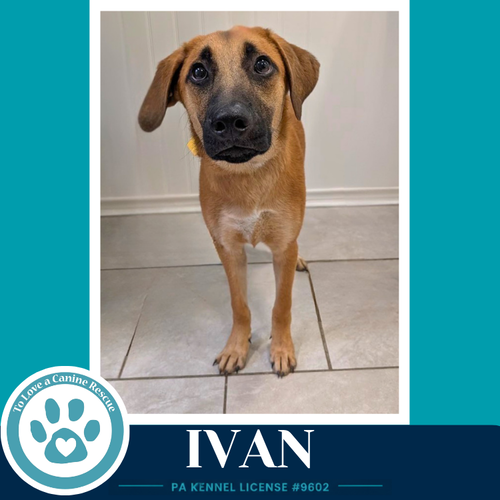 Ivan