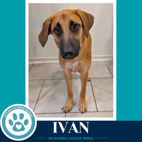 Ivan photo 3