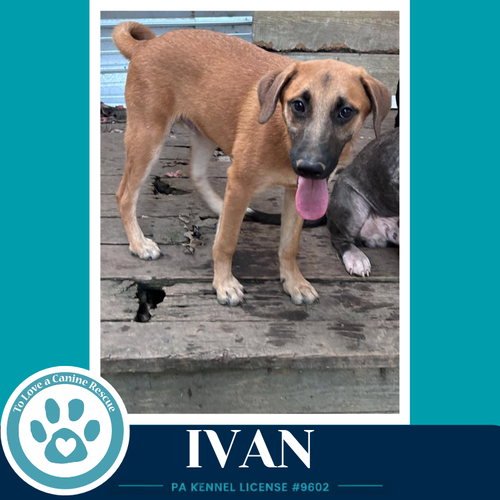 Ivan photo 4
