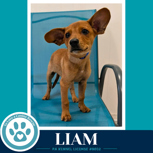Liam (The Little Rascals) 071826